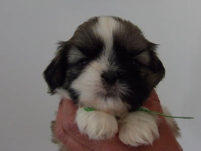 Les chiots de Shih Tzu