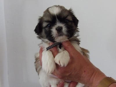 Les chiots de Shih Tzu