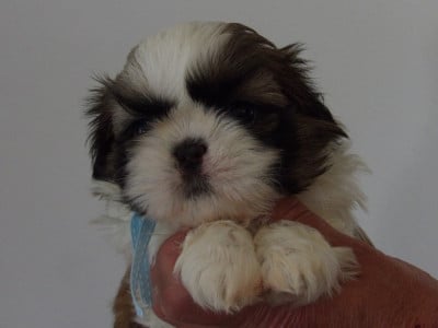 Les chiots de Shih Tzu