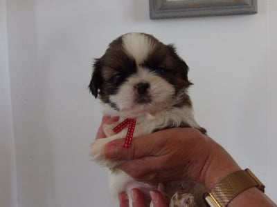 Les chiots de Shih Tzu