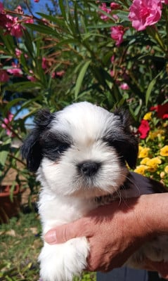 Les chiots de Shih Tzu
