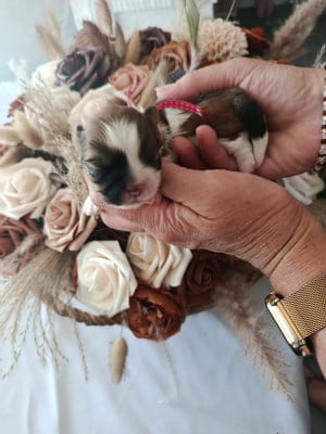 Les chiots de Shih Tzu