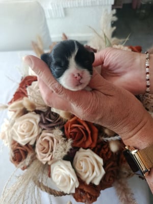 Les chiots de Shih Tzu