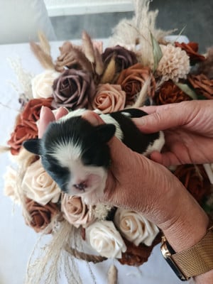 Les chiots de Shih Tzu
