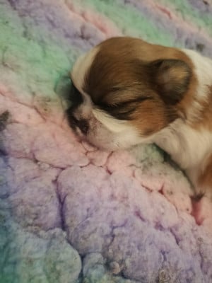 Les chiots de Shih Tzu