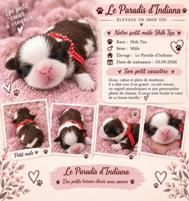 Les chiots de Shih Tzu