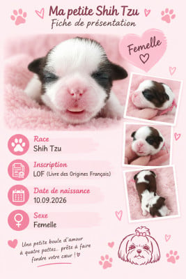 Les chiots de Shih Tzu