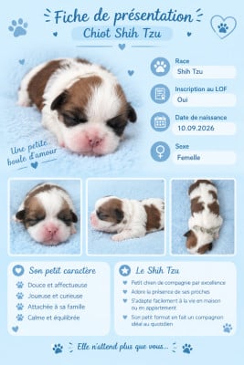Les chiots de Shih Tzu