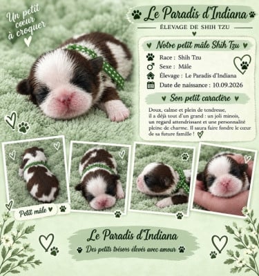 Les chiots de Shih Tzu