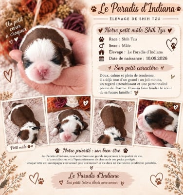 Les chiots de Shih Tzu
