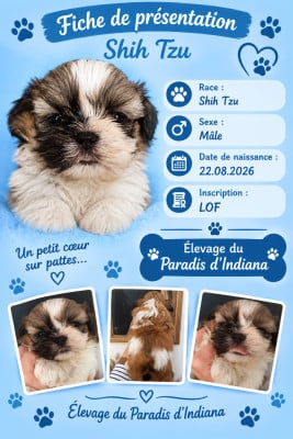 Les chiots de Shih Tzu