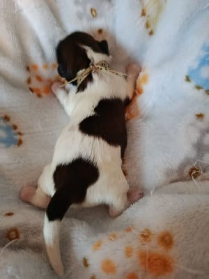 Les chiots de Shih Tzu