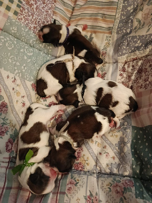 Les chiots de Shih Tzu