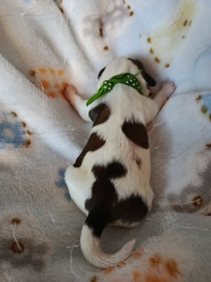 Les chiots de Shih Tzu