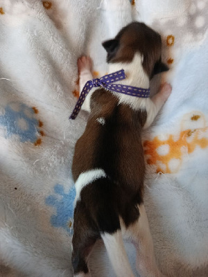 Les chiots de Shih Tzu