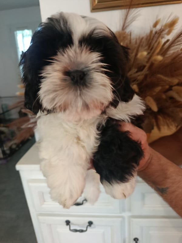 Shih Tzu - Du Paradis D'indiana