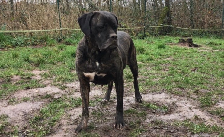 Habracadabra Du Domaine De La Saulzie