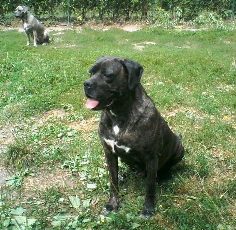 Habracadabra Du Domaine De La Saulzie