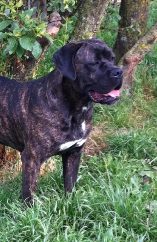 Habracadabra Du Domaine De La Saulzie