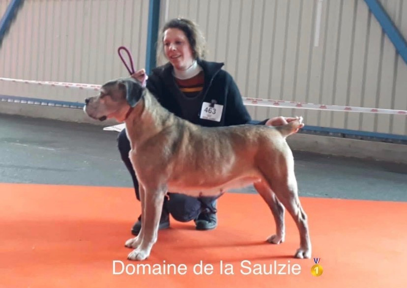 Iellow stone Du Domaine De La Saulzie