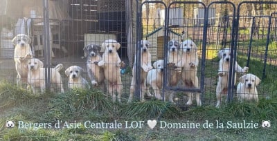Du Domaine De La Saulzie