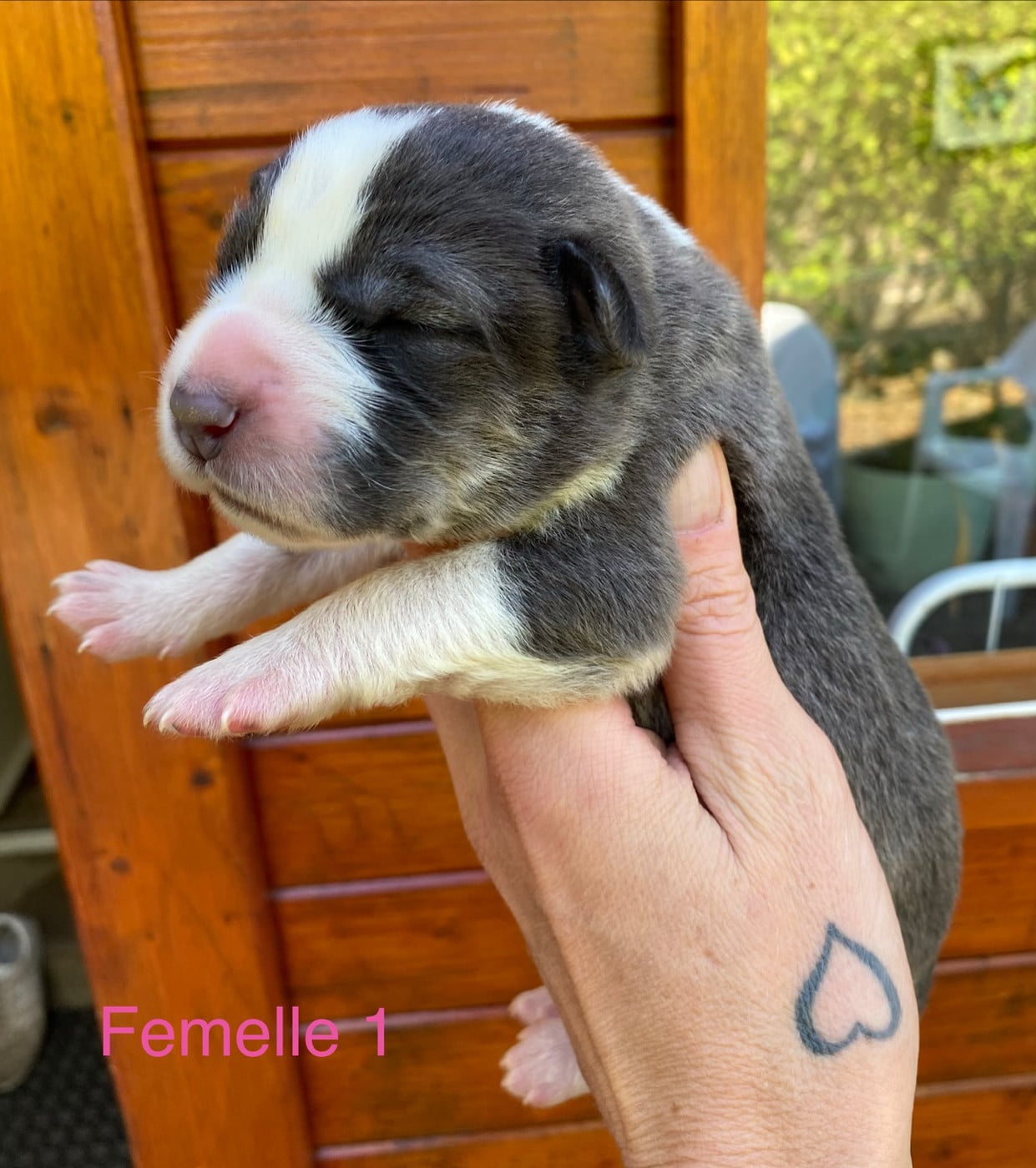 Femelle 1 grise et blanche