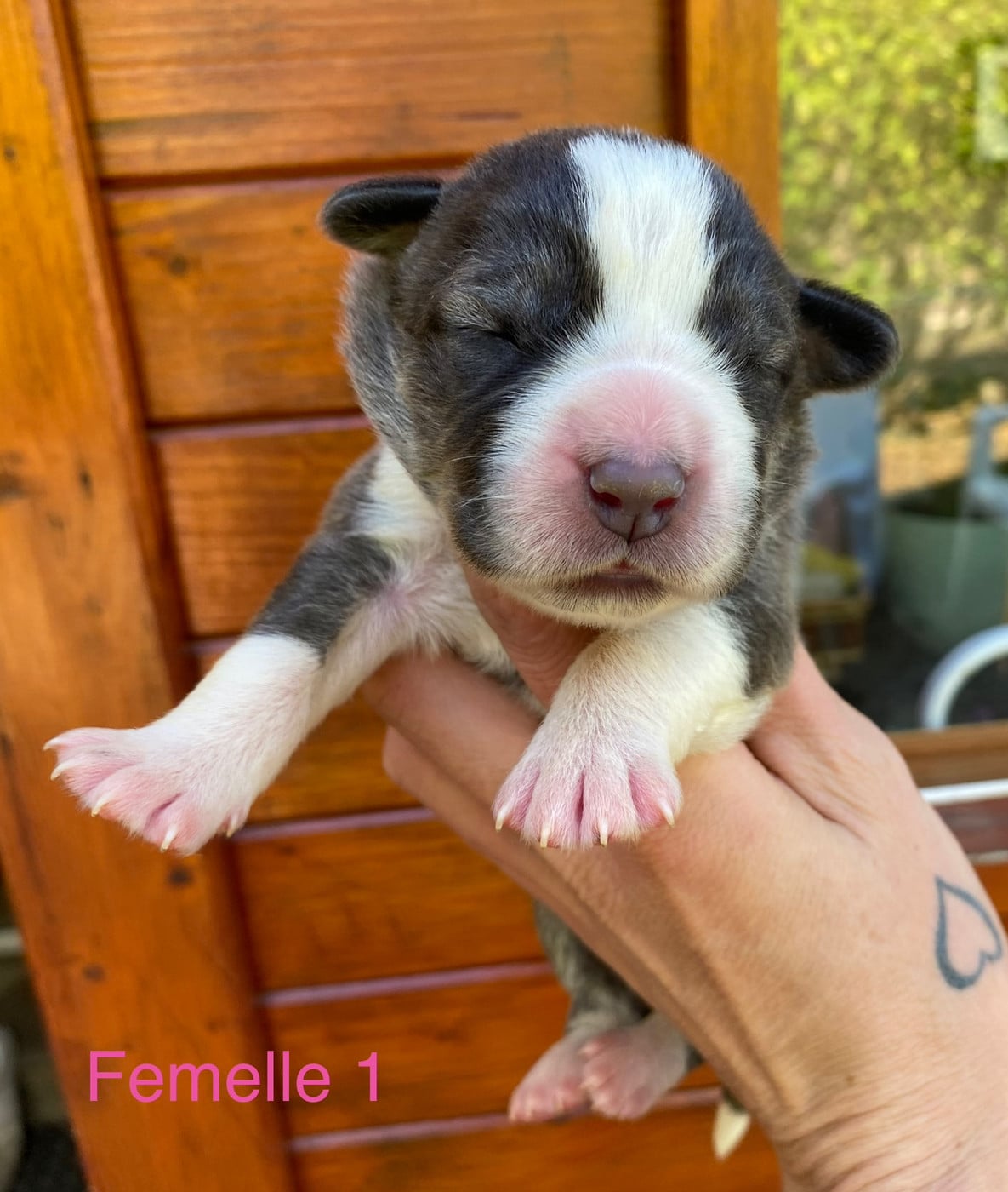 Femelle 1 grise et blanche