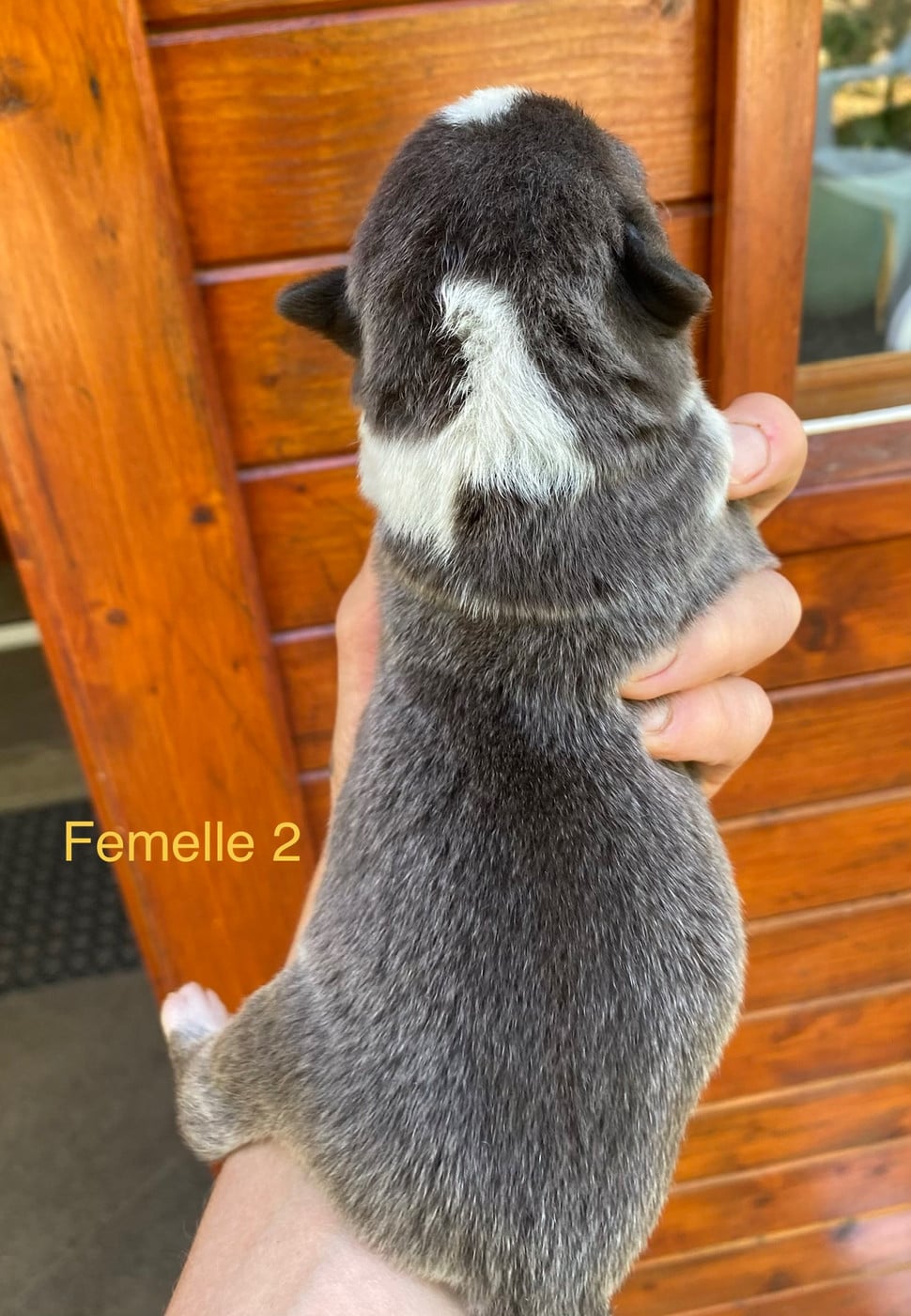 Femelle 2 grise et blanche