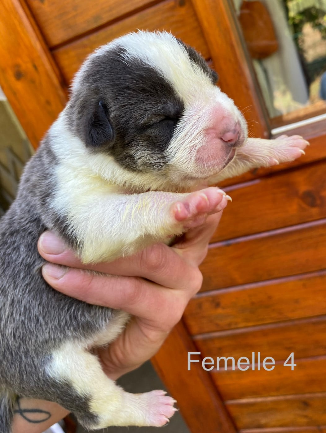 Femelle 4 grise et blanche
