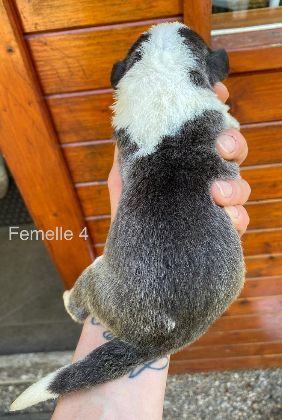 Femelle 4 grise et blanche
