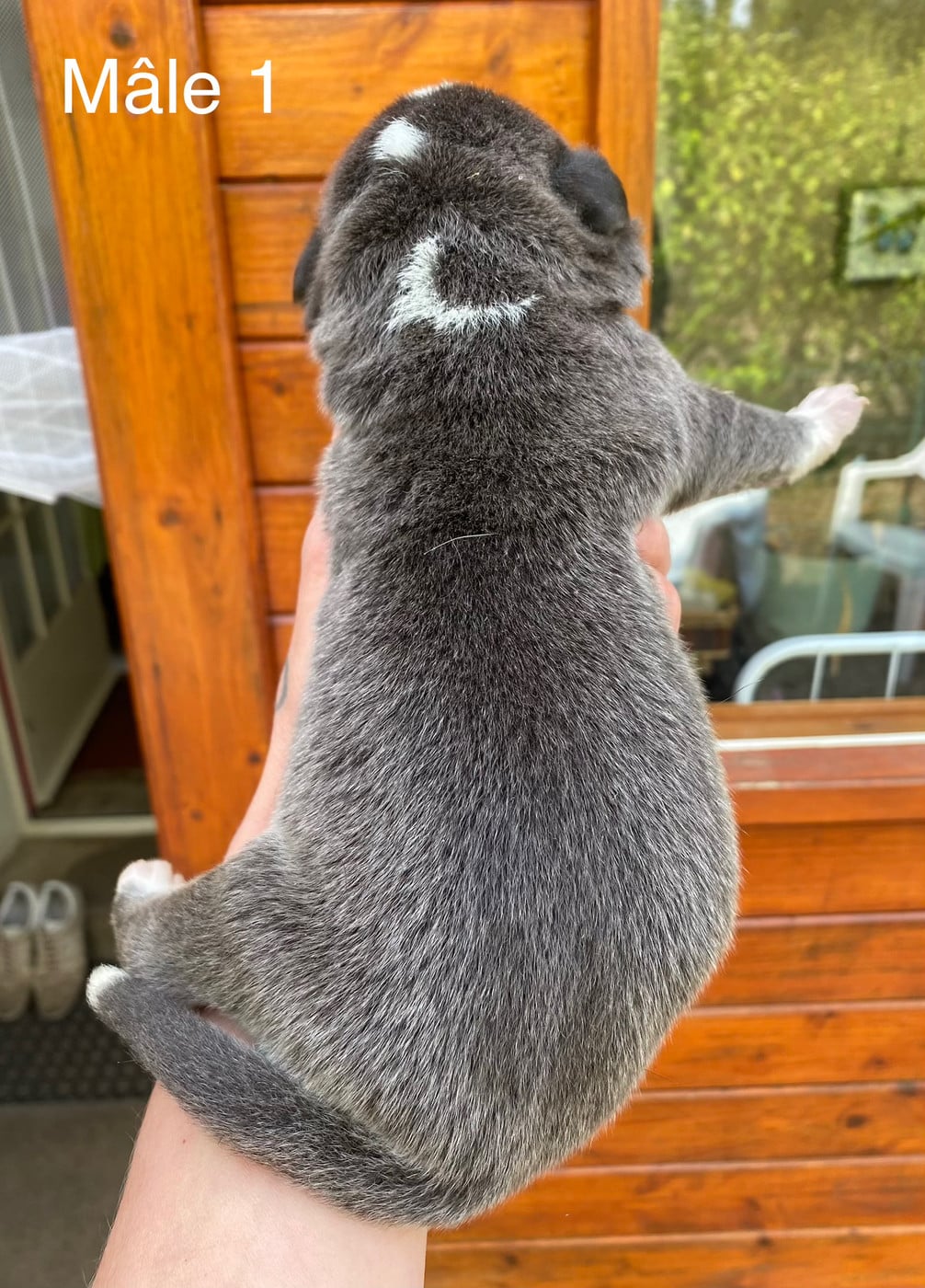 Mâle 1 gris