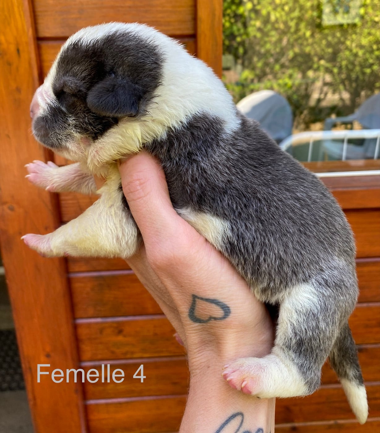 Femelle 4 grise et blanche