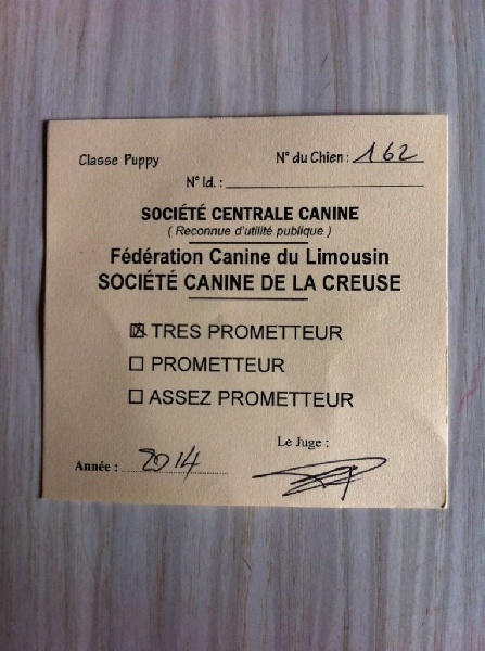 Al capone Du Domaine De La Saulzie - TRÈS PROMETTEUR en Puppy à 6 mois