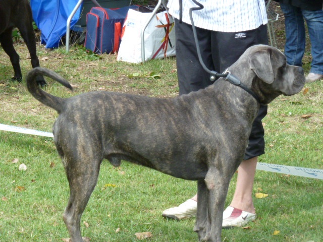 Flavio (Sans Affixe) - 2ème EXCELLENT