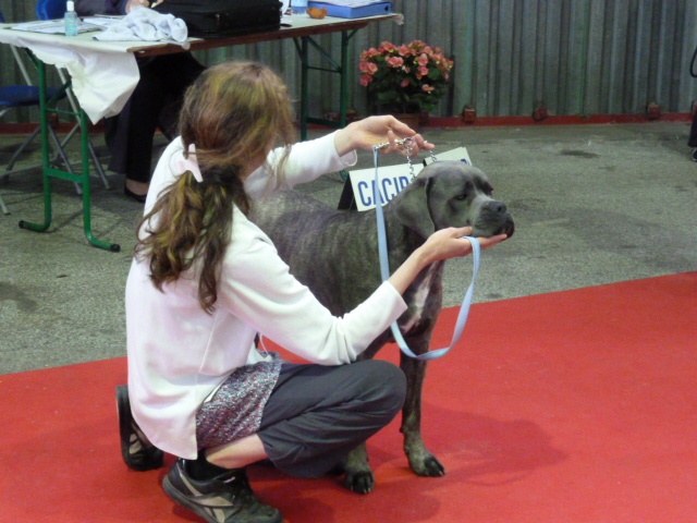 Flavio (Sans Affixe) - TRÈS BON