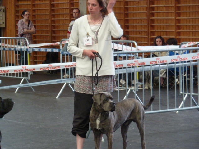 Flavio (Sans Affixe) - TRÈS BON