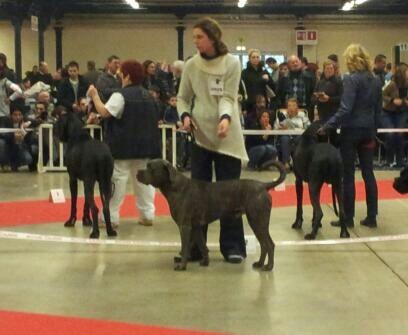 Flavio (Sans Affixe) - TRÈS BON