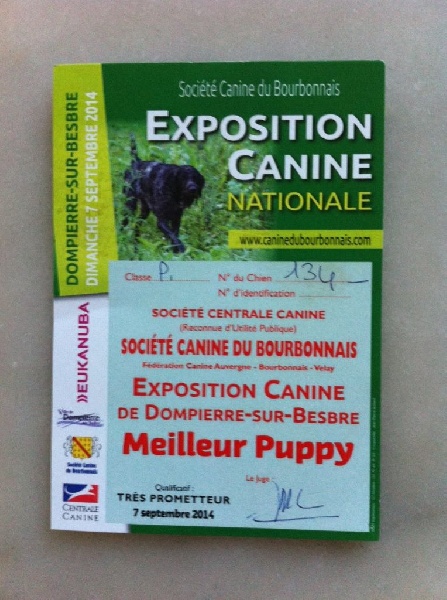 Al capone Du Domaine De La Saulzie - TRÈS PROMETTEUR + MEILLEUR PUPPY à 8 mois