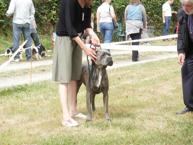 Flavio (Sans Affixe) - 1er EXCELLENT + CONFIRMÉ