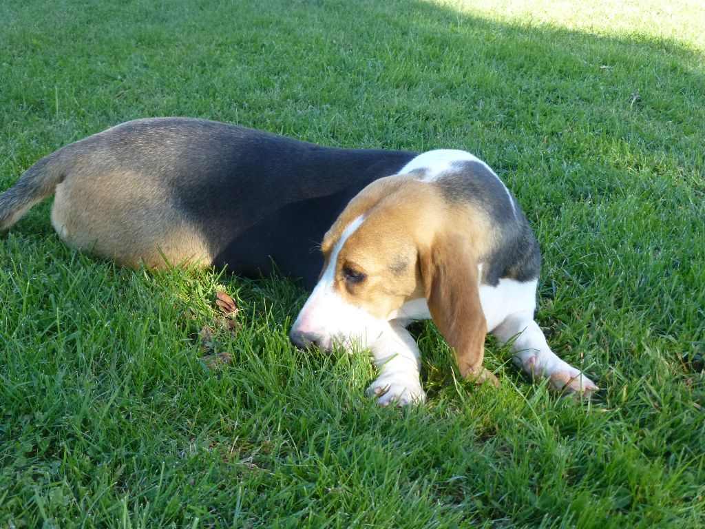 Publication : des rosiers d'anjou Auteur : HUREL CLAUDE