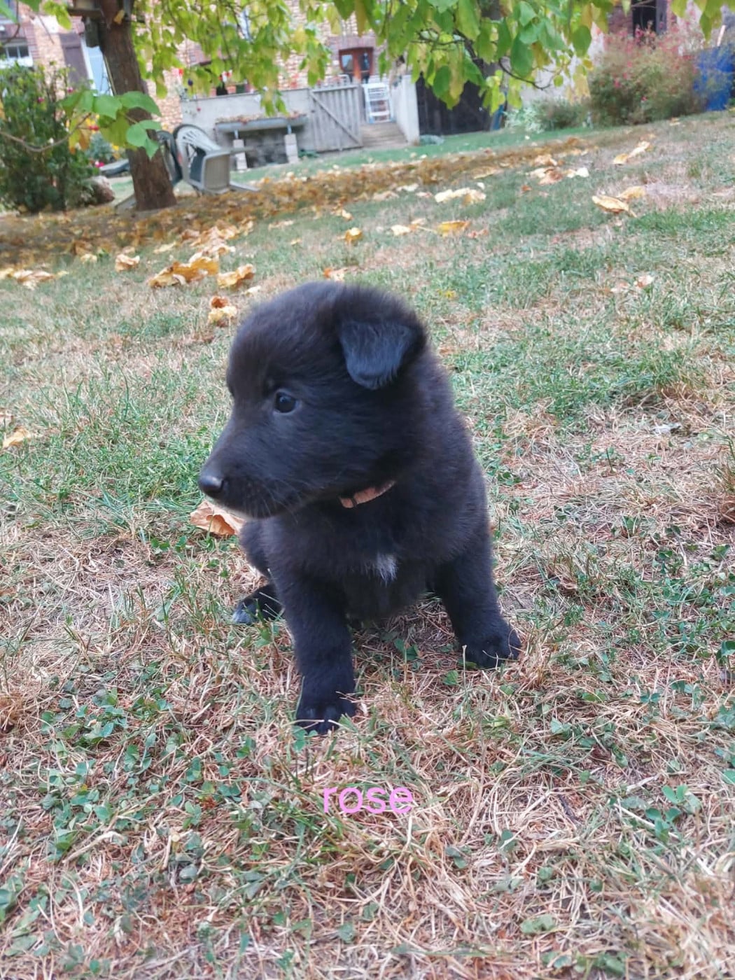 Chiot N°1 - Berger Belge