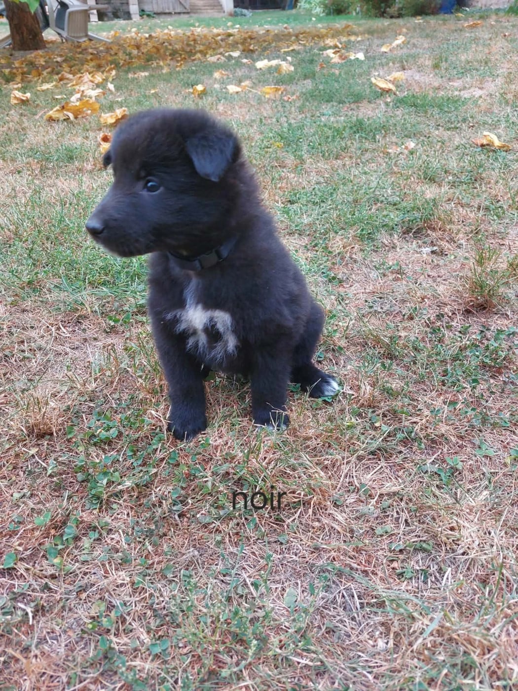 Chiot N°9 - Berger Belge