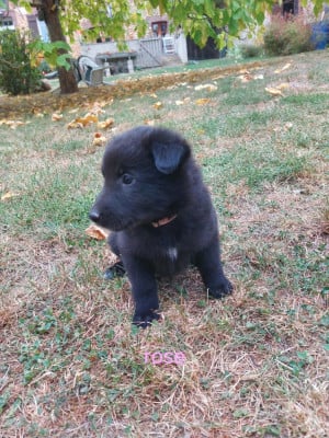 Les chiots de Berger Belge