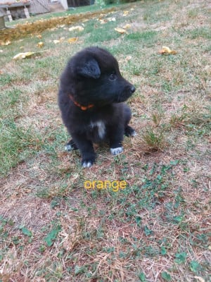 Les chiots de Berger Belge