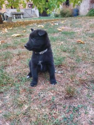 Les chiots de Berger Belge