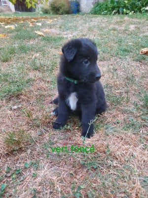 Les chiots de Berger Belge