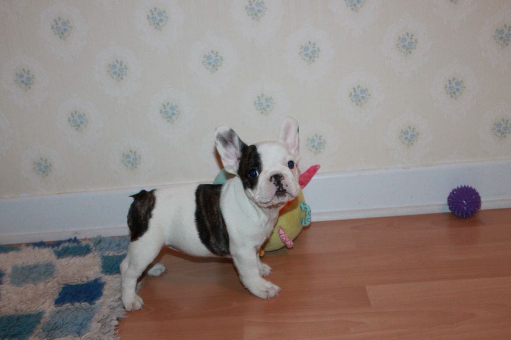 Publication : De La Futaie Des Merveilles