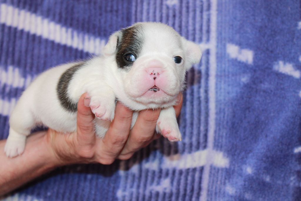 Publication : De La Futaie Des Merveilles