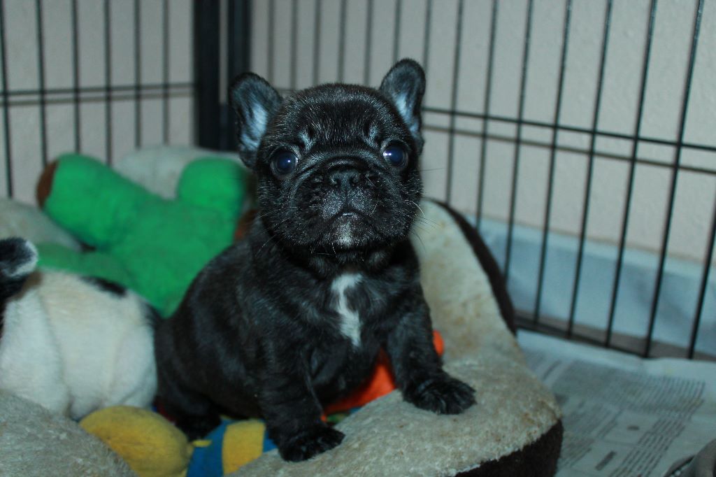 Publication : De La Futaie Des Merveilles