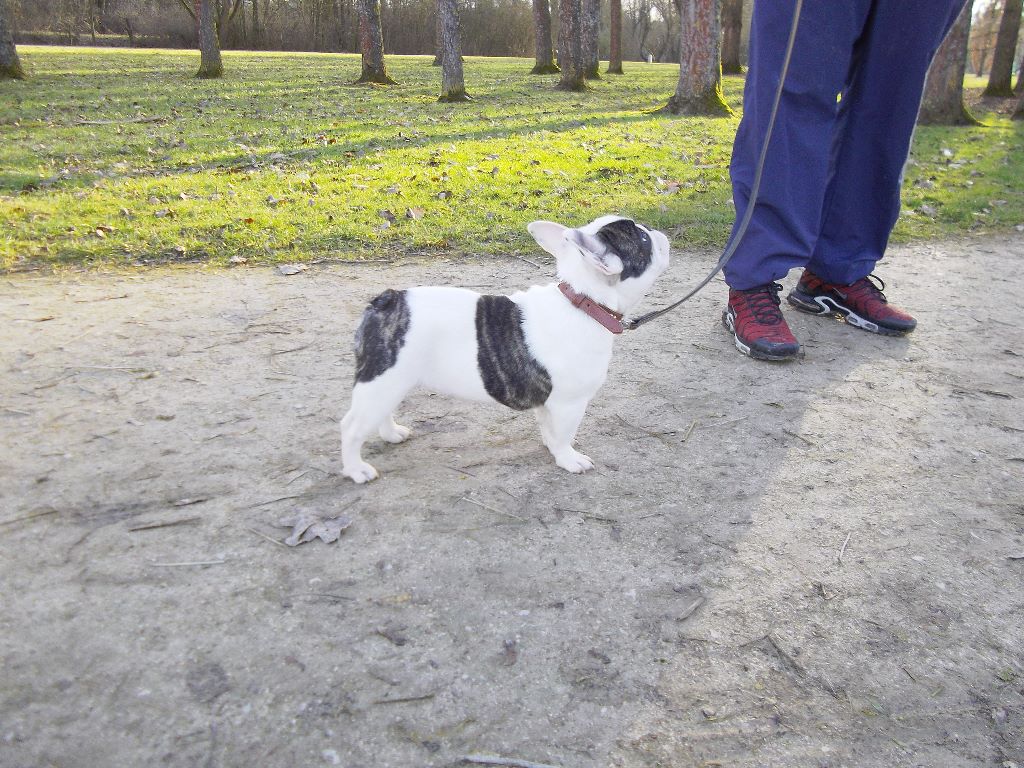 Publication : De La Futaie Des Merveilles